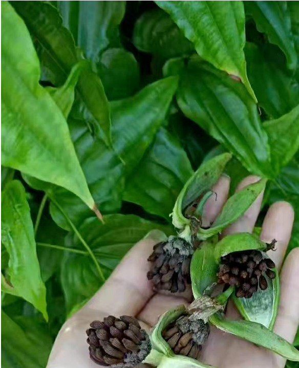 春耕正当时，可以种植的中药材有那些？